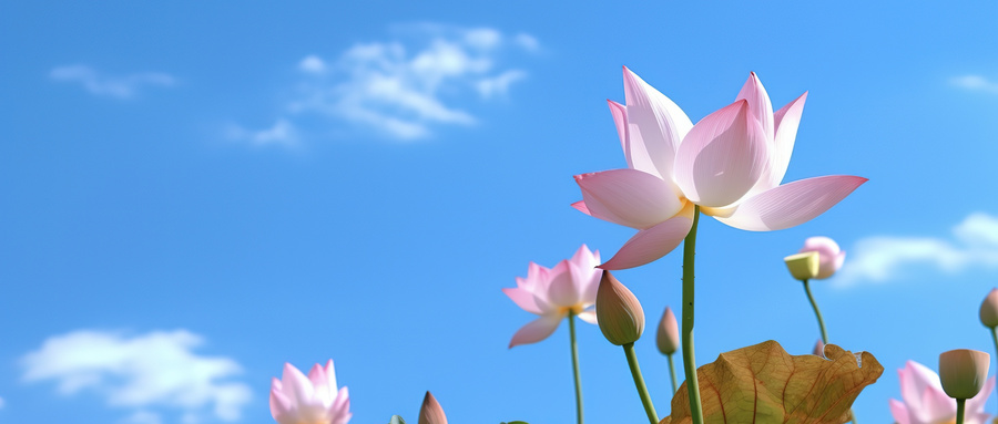 攝圖網_402481657_wx_藍天下的荷花盛夏花朵（企業商用）.jpg